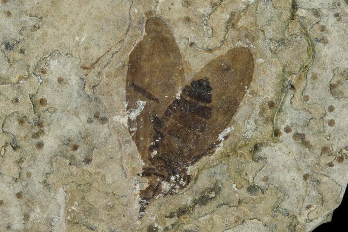 Fossil March Fly (Plecia) - Green River Formation #138489